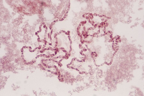 Exons are stretches of nucleotides retained in the RNA product.