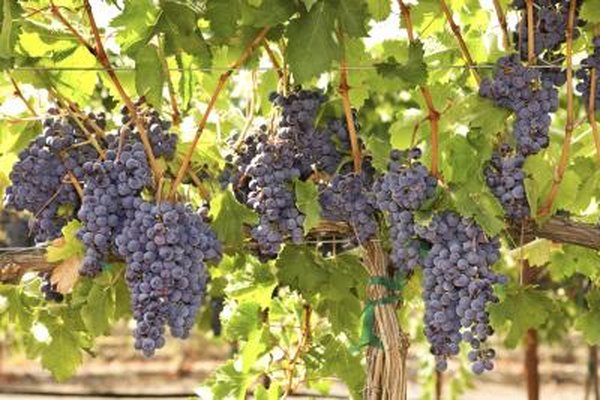 The Best Wine Grapes for California - Pruning Young Vines - Pruning the Sultana