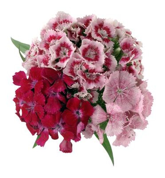 Is The Dianthus A Spreading Plant Home Guides Sf Gate