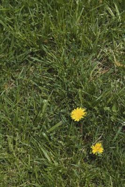 How To Ly Weed B Gon Out Of A 15 Gallon Sprayer Home Guides How To Ly Weed B Gon Out Of A 15 Gallon Sprayer Home Guides Sf Gate