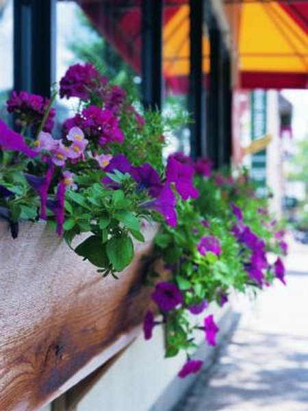 How To Pot A Wave Petunia Home Guides Sf Gate