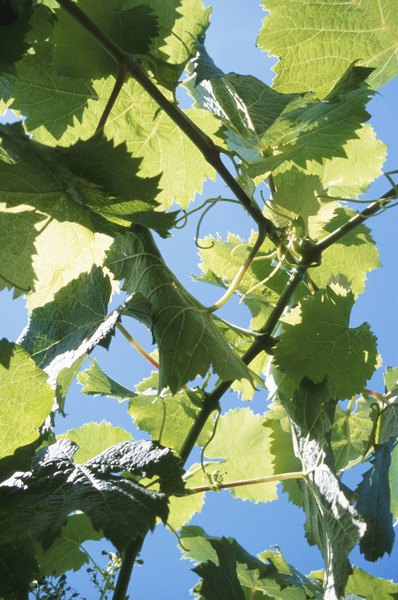 The debris cloud resulting from a large meteorite's impact would block the sunlight plants need for photosynthesis.