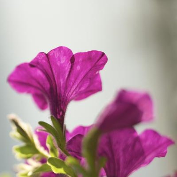 How To Petunia Seeds For Best Viability Home Guides Sf Gate