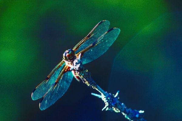 Dragonflies reflect ecosystem health.