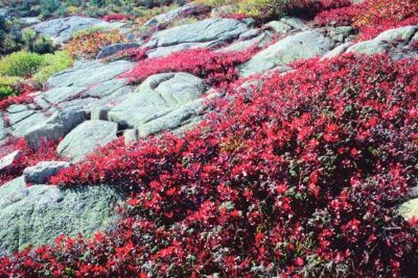The Best Drought Tolerant Ground Cover Home Guides Sf Gate
