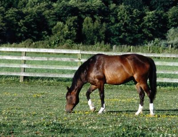 How To Avoid Overfeeding Your Horse Animals Mom Me
