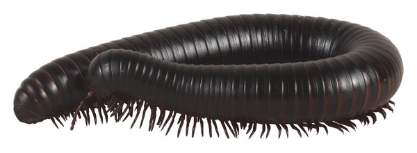 Some centipedes have nearly 200 pairs of legs.