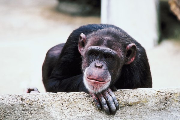 Chimp in a Zoo