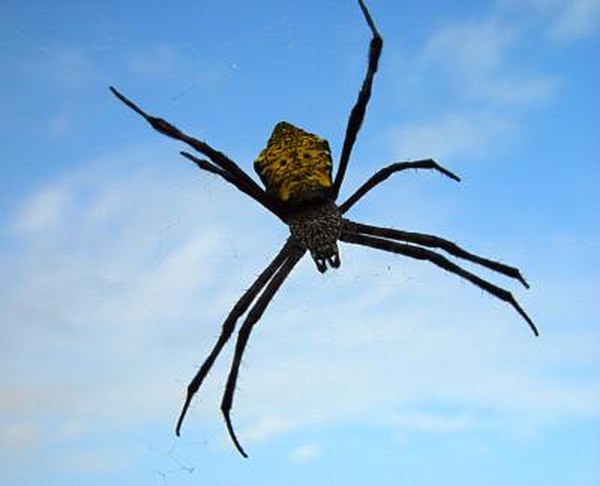 What Are The Benefits Of Garden Spiders Home Guides Sf Gate