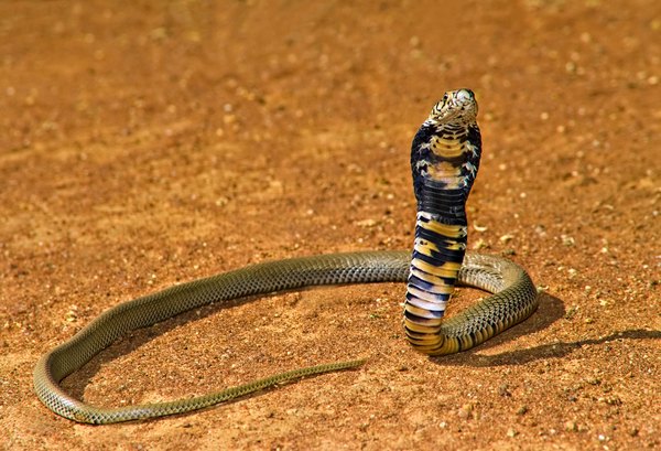cobra hatchling