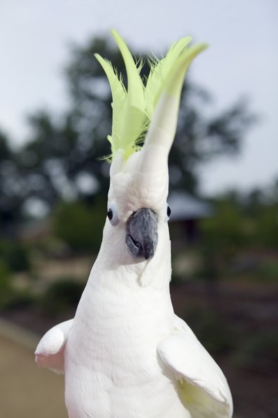 Put a lid on it! Curious cockatoo shuts cheeky cat inside basket