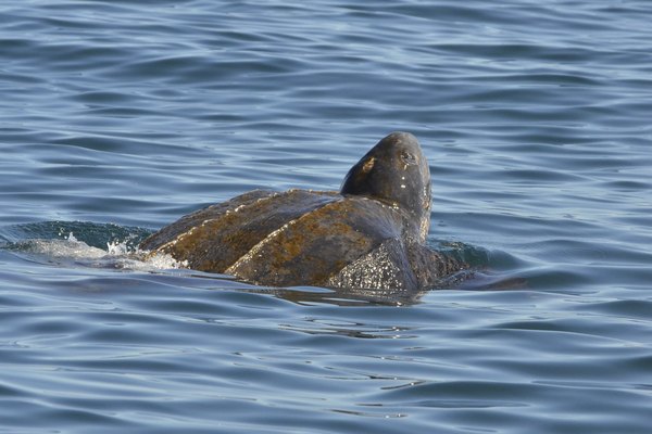 Leatherback turtles, biggest of the sea turtles, may weigh a ton.