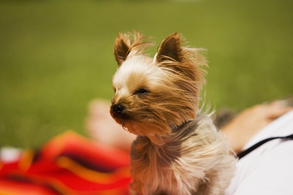 Ideas for Yorkie Haircuts - Pets