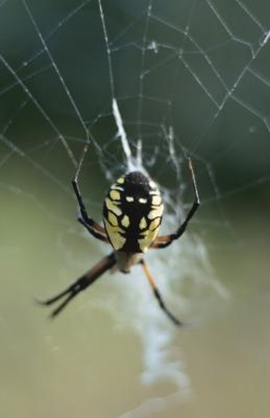 Oklahoma Spiders Identification Chart