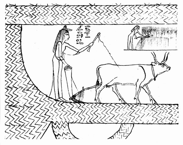 The soft pith formed the writing surface of papyrus.