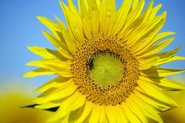 male-female-parts-of-the-sunflower-plant-home-guides-sf-gate