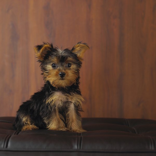 Yorkie Hairstyles