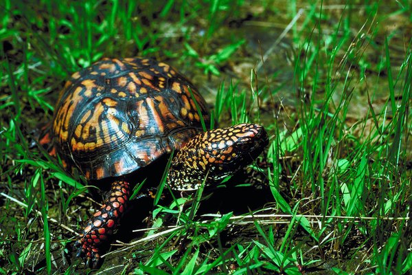 Box Turtle Illness Symptoms | Animals - mom.me