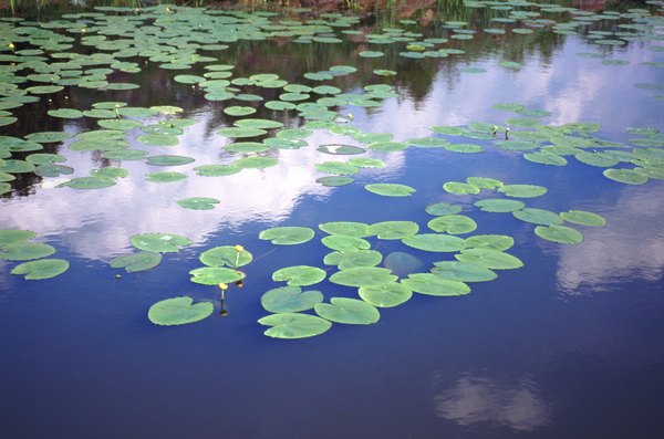 Water lillies on pond