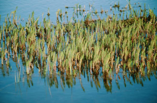 Cattails