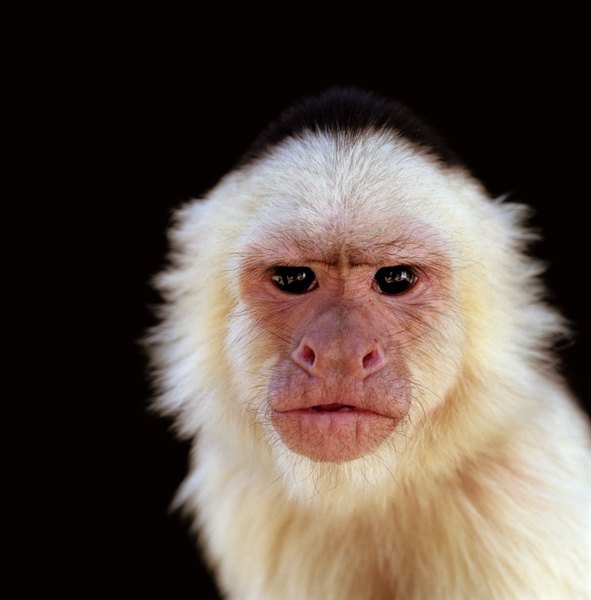 Habitat of Capuchin Monkeys | Animals - mom.me
