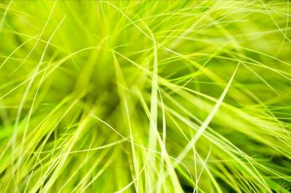 How To Keep Ornamental Grasses From Getting Too Big Home Guides