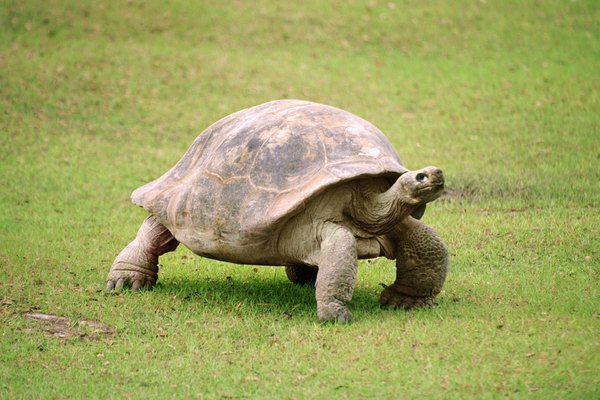 The Florida box turtle has elephant-like hind legs