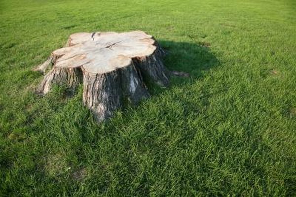 Landscaping Ideas To Cover A Tree Stump Home Guides Sf Gate