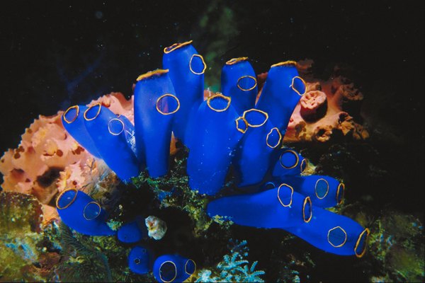 Stove-pipe sponge helps provide shelter for fish, shrimp, crabs and other small animals in the sea.
