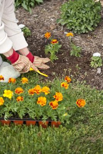 How To Plant Potted Flowers Outdoors In The Soil Home