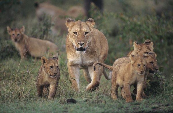 Hyena watching lion and her babies.