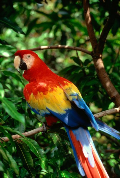 The Eating Habits of Scarlet Macaw Parrots | Animals - mom.me