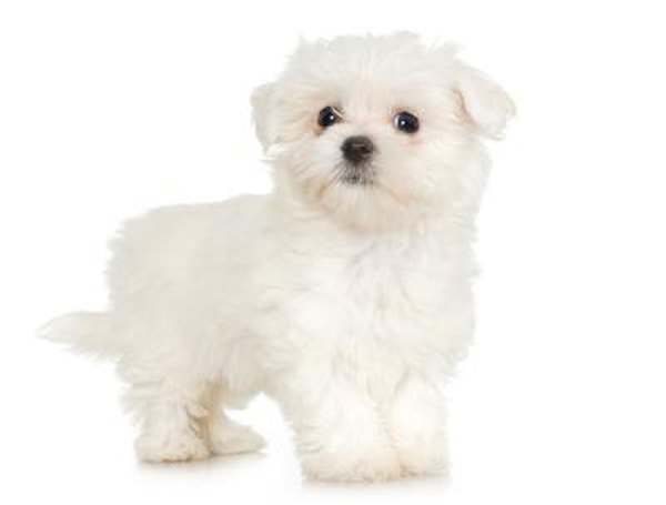 Teacup Maltese Weight Chart