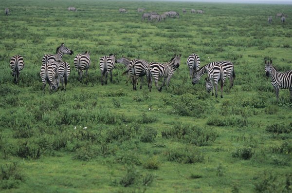 Photo Credit: Anup Shah/Photodisc/Getty Images Temperate grassland.