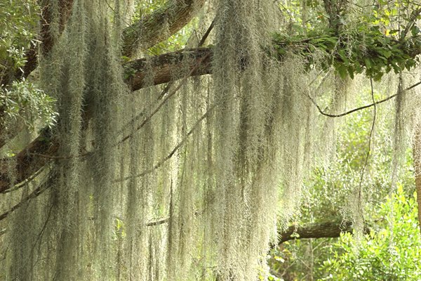 An abundance of spanish moss covers a tree.