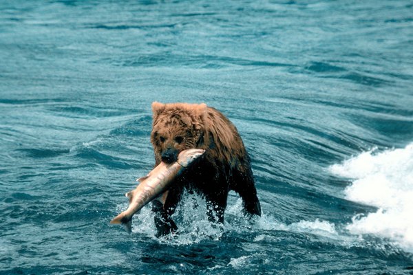 Brown bears are top predators, but since they eat a variety of fish and smaller food items, they fit better into a food web than a food chain.
