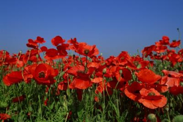 Identifying Poppy Plants Home Guides Sf Gate Identifying Poppy Plants