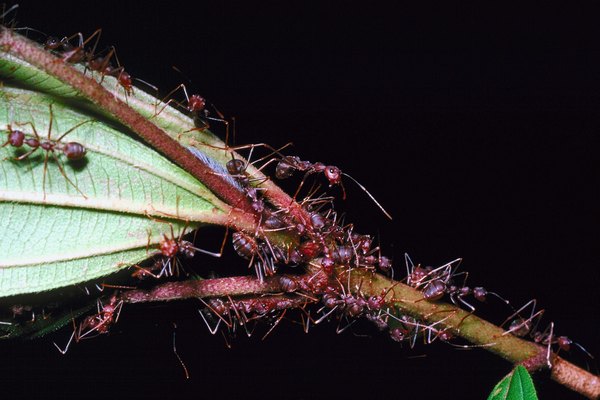 Acrobat ants are light brown to black in color