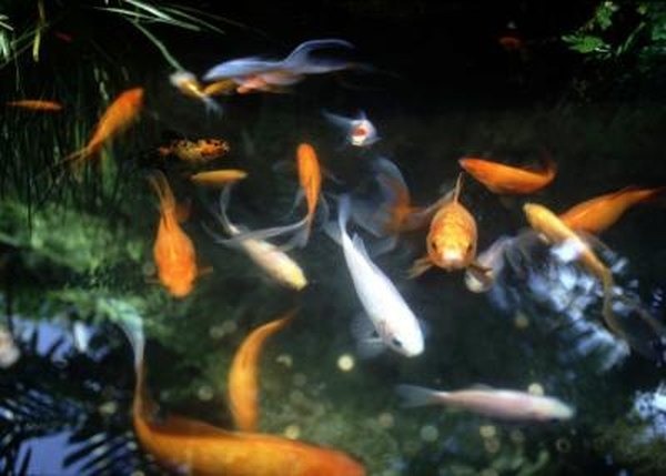 How To Rid A Pond Of Sulfur Smell Home Guides Sf Gate