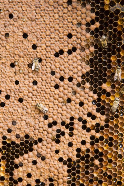 Drone bees live only for a few weeks and are born to mate with the queen bee.