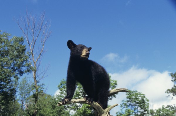 young bear in tree