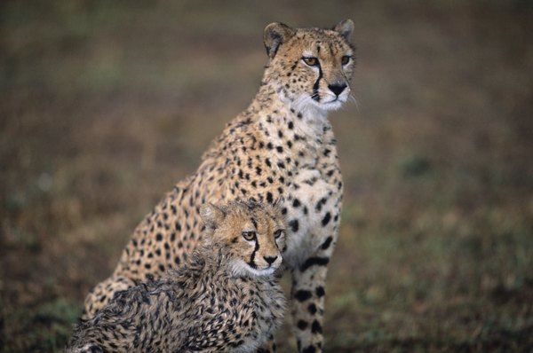 Cheetahs ready to hunt.