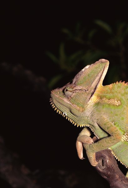 The Life Expectancy of a Female Veiled Chameleon | Animals - mom.me