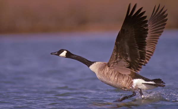 A Canadian goose takes flight from the water.