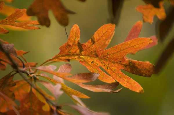 white oak leaves.