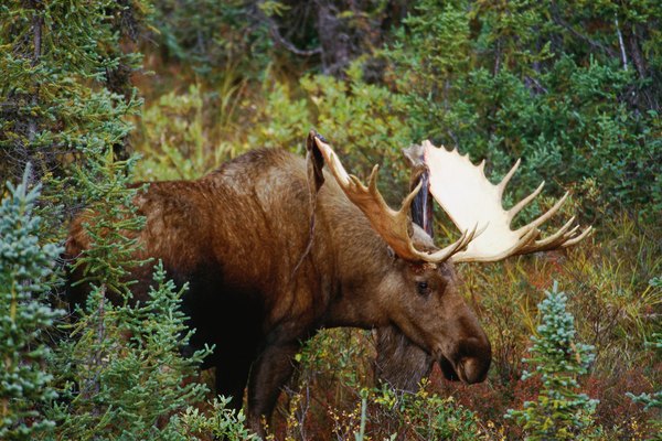 A large bull moose grazing in a forest.