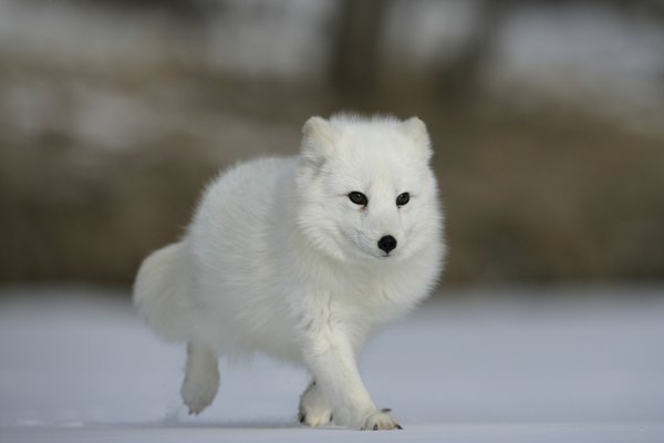 Arctic fox