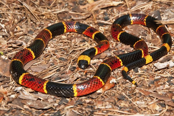 Eastern Coral Snake