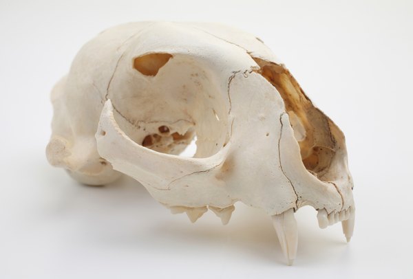 Sideview of cat skull.