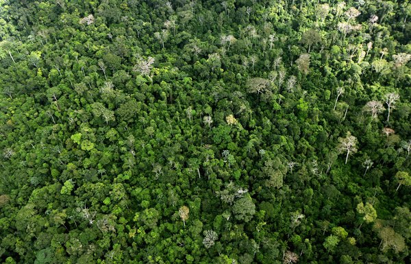 A ausência de raios solares no solo amazônico impede o desenvolvimento da vegetação rasteira